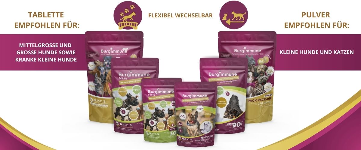 Hunde und Katzen